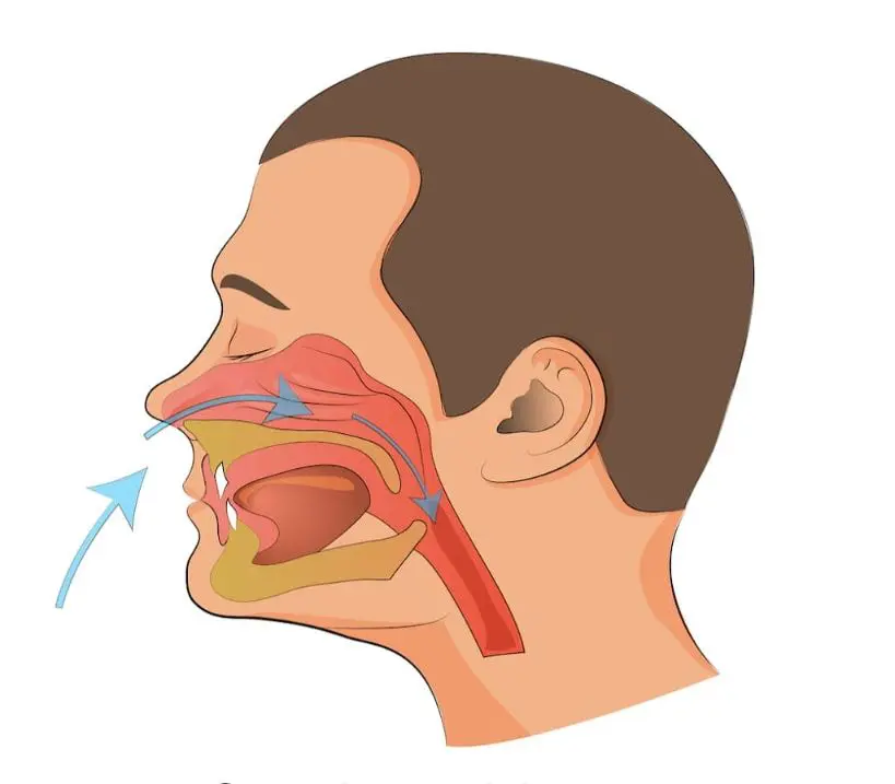 Diagram of a human head for orthodontist in Sammamish and Kent, WA in profile showing airflow through the nasal and oral cavities, highlighting the mouth breather respiratory passageways.