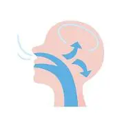 Illustration of a side view of the human head showing airflow through nasal and oral passages, with arrows indicating direction towards the brain mouth breather illustration for orthodontist in Sammamish and Kent, WA.